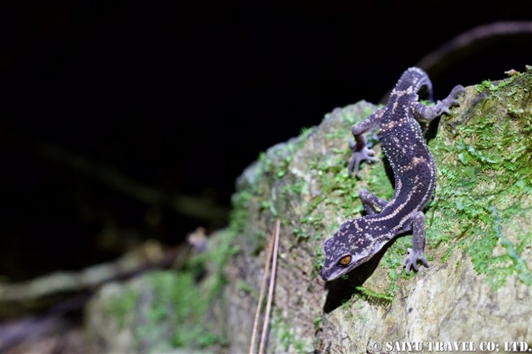 Japanese cave gecko - Wildlife of Japan｜Saiyu Travel